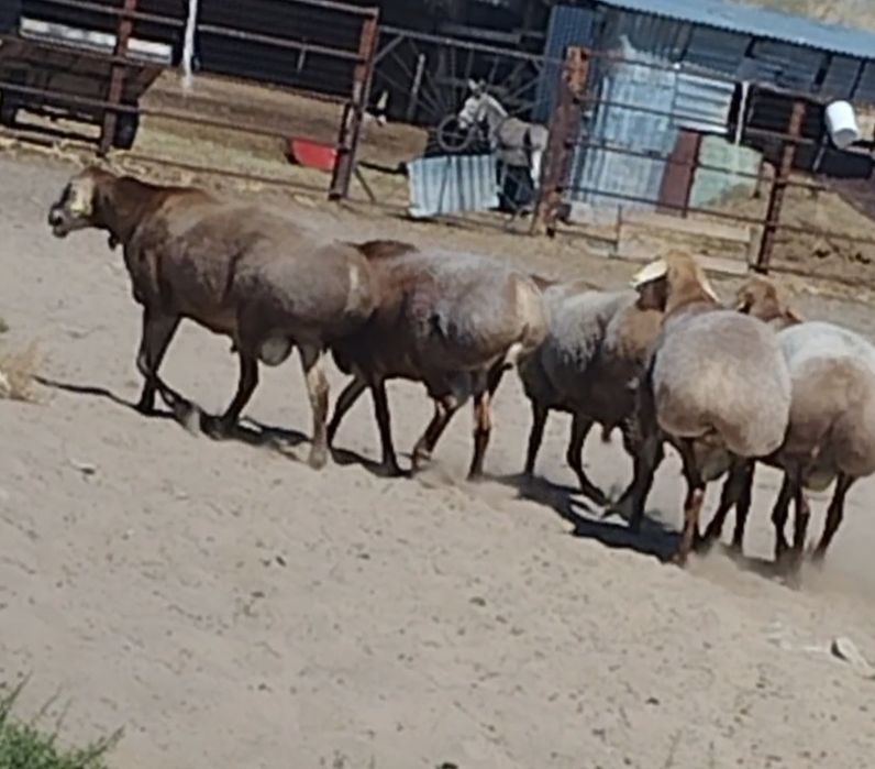 4 бас Арашан қошқар сатылады