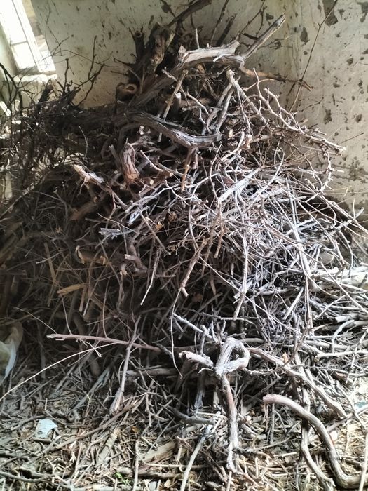 Oʻtin arzonroq narxda sotiladi.