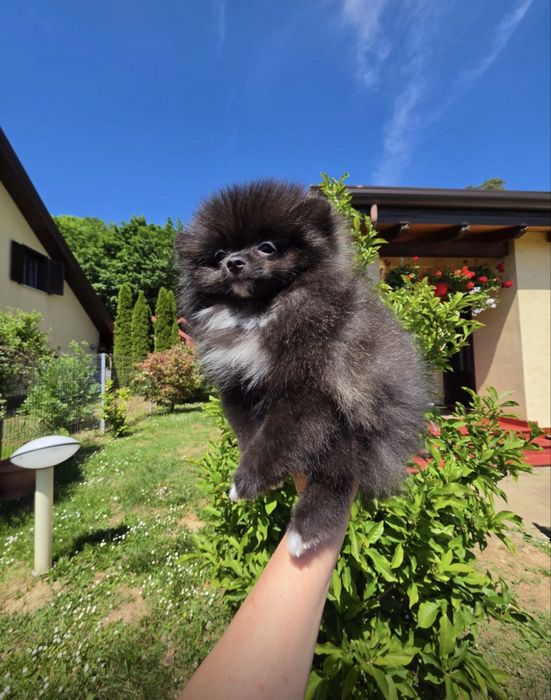 Pomeranian  fetita TOY  cu Pedigree A