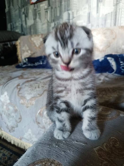 Скоттиш фолды и страйт