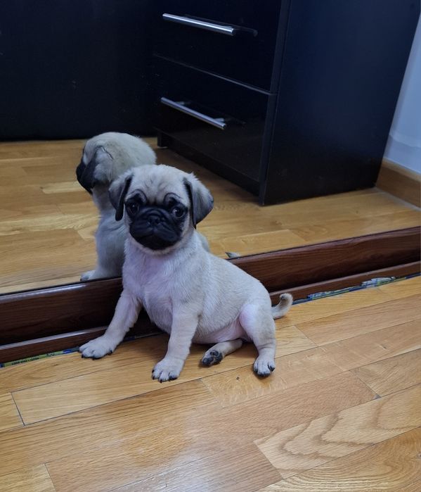 Fetita MOPS/PUG /PAG transport in EUROPA