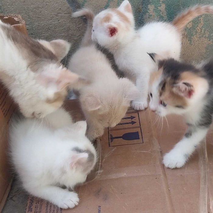 Малышам котятам нужен дом