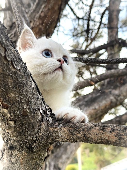 Blue Point Male | Premium