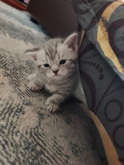 Вислоухие котята