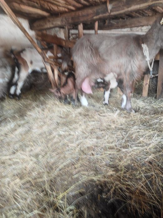 Vând doua  capre și un țap