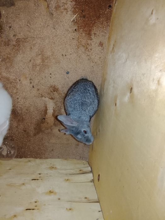 Quyonlar sotiladi 2ta dona qoldi