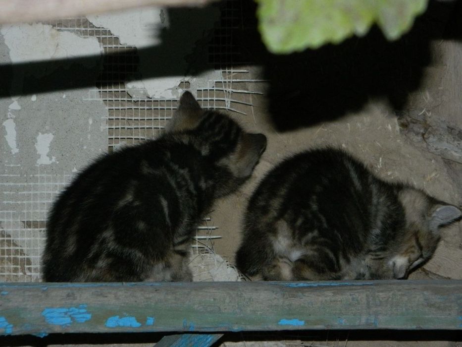 Породистые котята