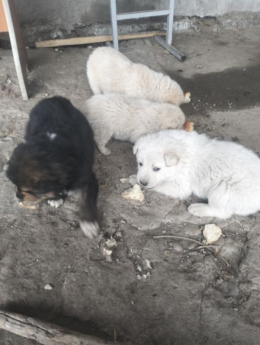 Алабай щенки хорошие