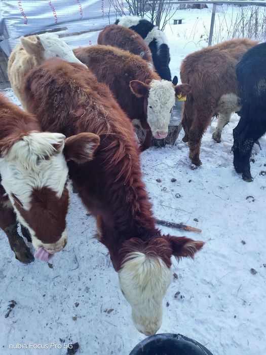 Продам бычков и тёлочек