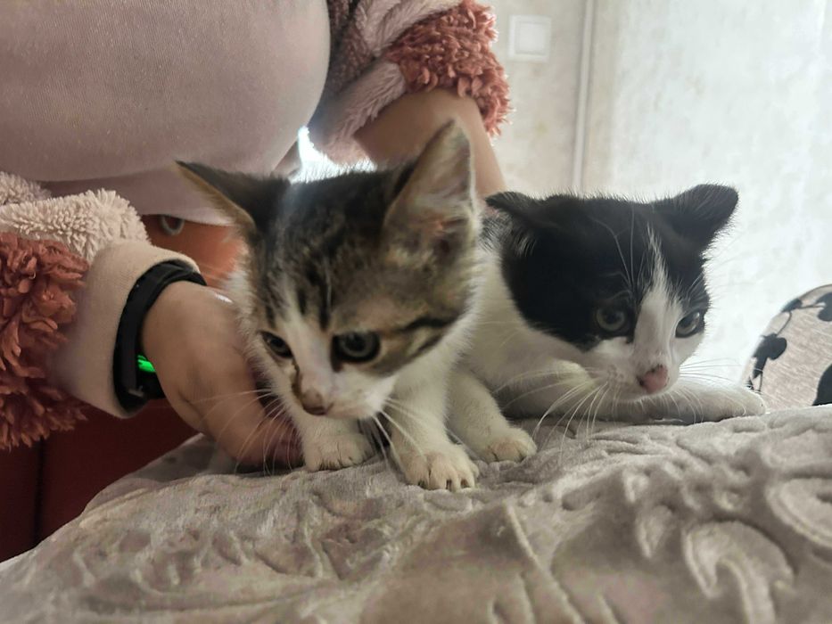 Подарявам Котета