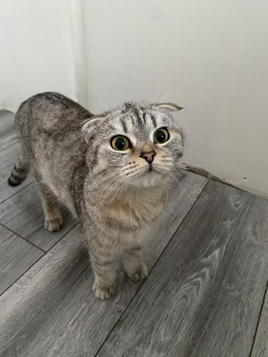 Отдаем, или ищем хозяина кошечки.