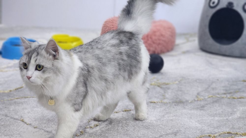 Mushuk sotiladi Scottish straight hey Lund