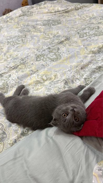 Срочно! Продается Кот Скотиш Фолд