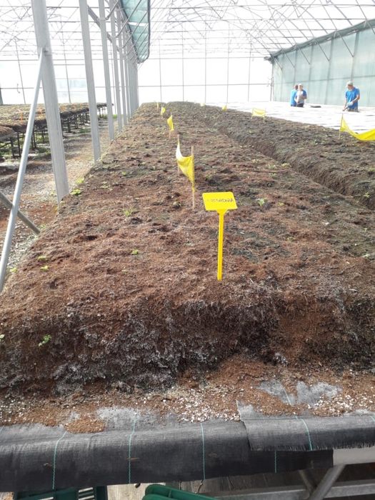 Diferite soiuri de puieți de căpșuni și zmeurā din toată Europa