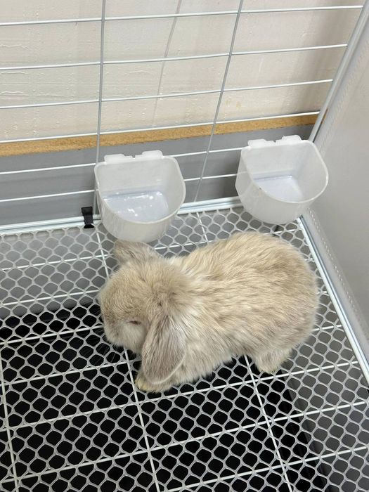 "Karlik Quyonchalari: Mehr, Go'zallik va Sadoqat!"

Siz oila a'zola