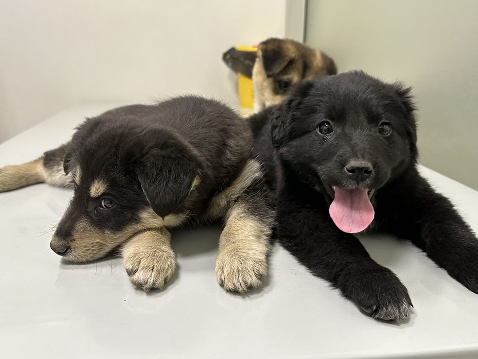 Щенята в добрые руки