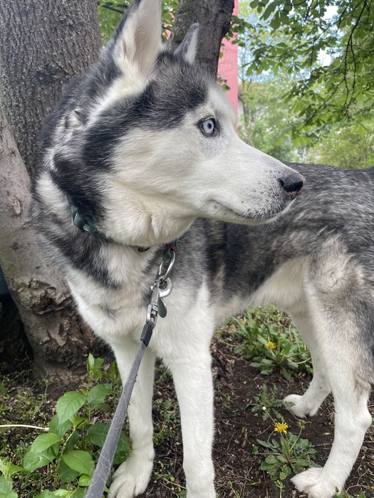 Разхождам кучета | ж.к. Младост