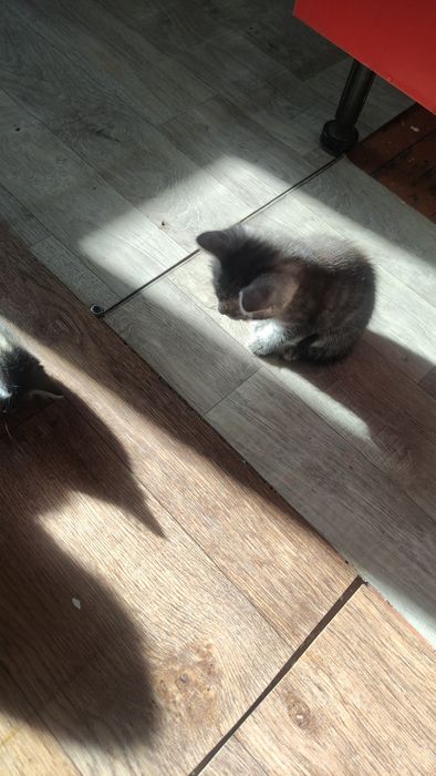 Котята в доброе руки