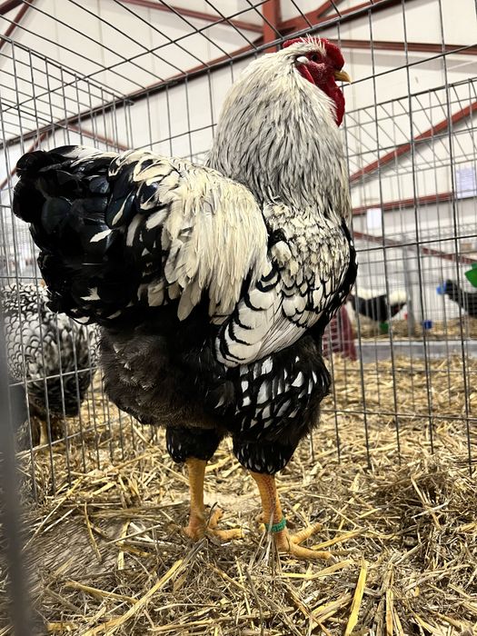 TOP Oua incubat Wyandotte Argintiu Trimit prin curier in toata tara