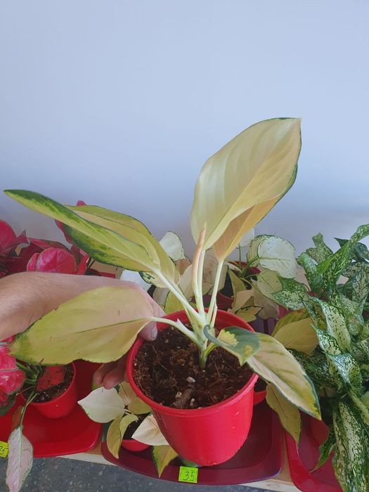 Aglaonema аглаонема