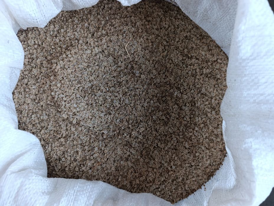 Ukrop urugʻi enabosh