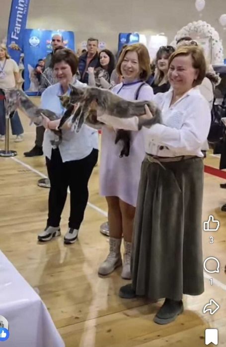 Котенца Мейн куун