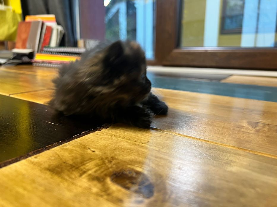 Малко коте търси своя дом