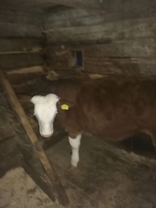 Vitea de 6 luni baltata