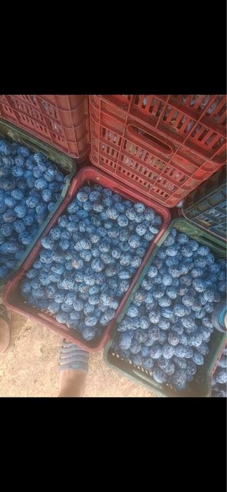Prune pentru tuica