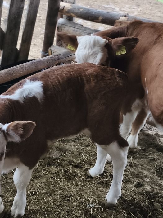 Vind vitei mascul și femelă