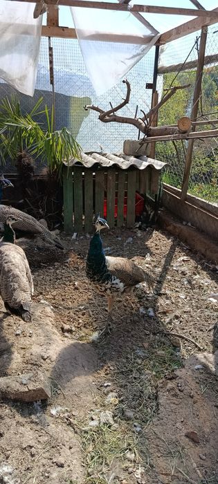 Vând/Schimb Păun tânăr.9 luni.