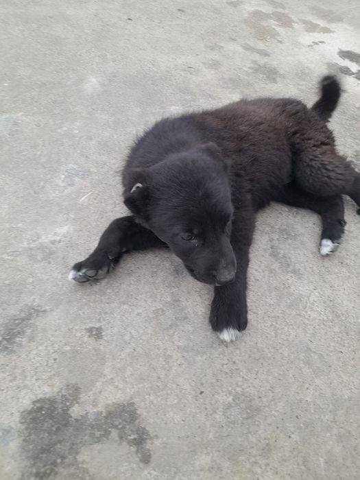 Күшік 1 айлық қазақ төбеттің күшігі.