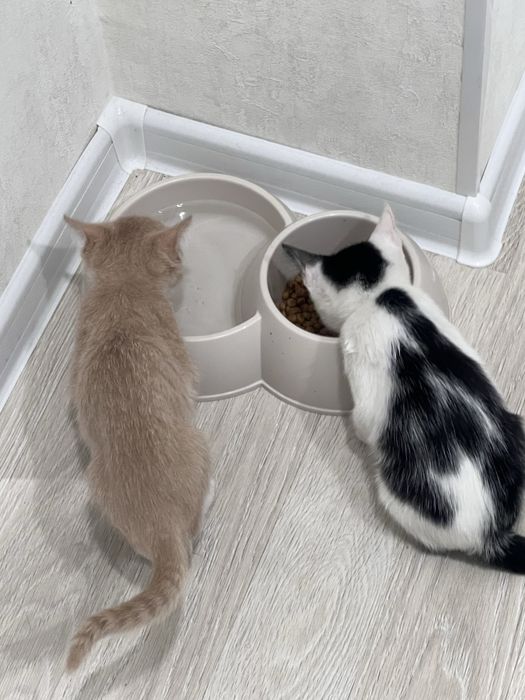 Отдам котенка в хорошие руки