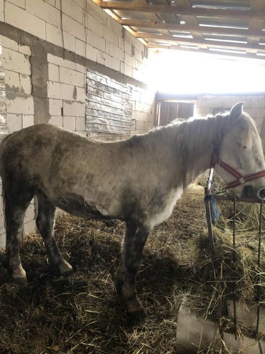 Manz de vanzare 10000 lei