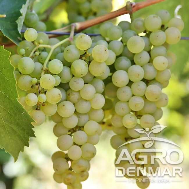 Vand struguri de vin Feteasca Regala si Aligote