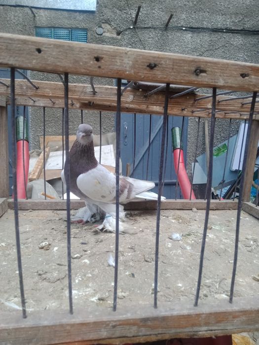 Продам голубей.   .