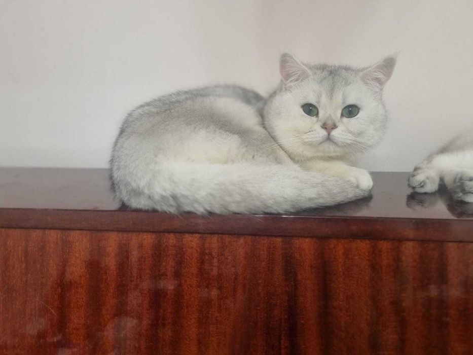 Вязка.Шикарный британский  кот ,серебреная шиншила
