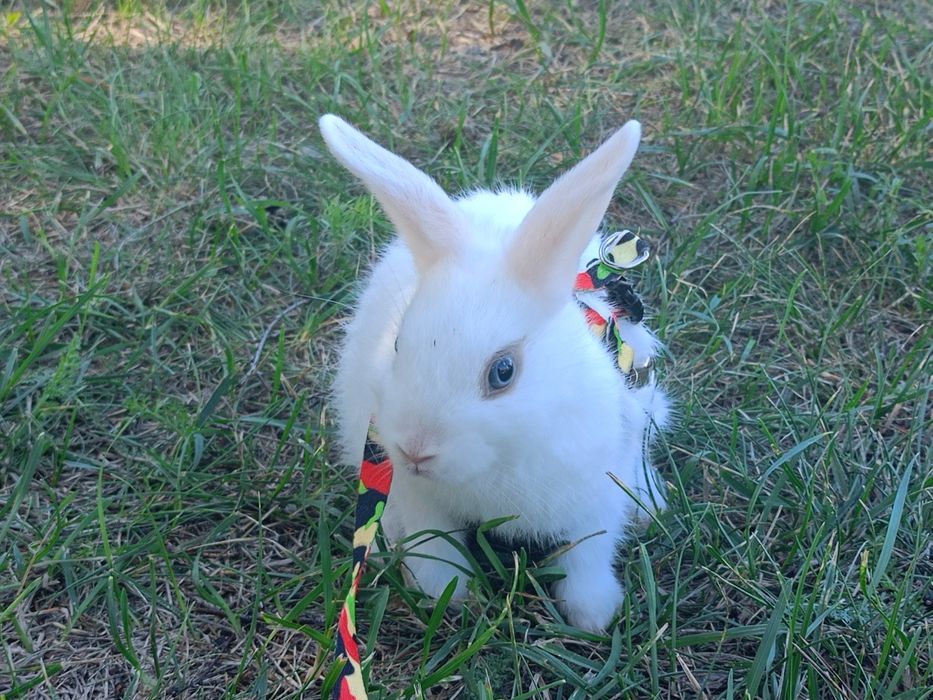 Отдам продам кролика