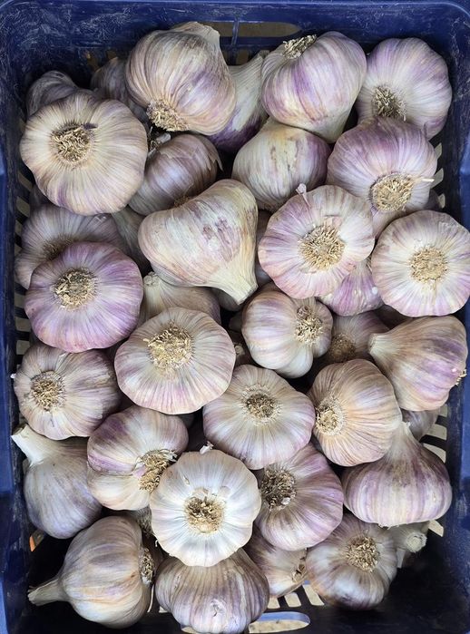 Usturoi nou 2025 rosu roșu