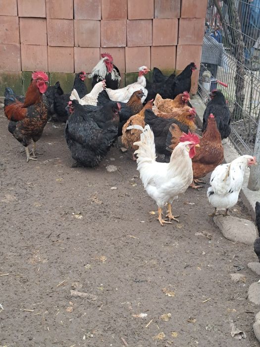 Gaini Românești de vânzare