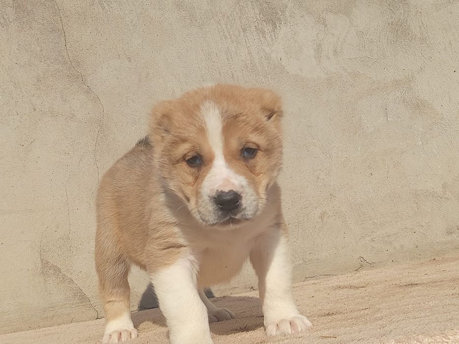 Щенки САО Алабай