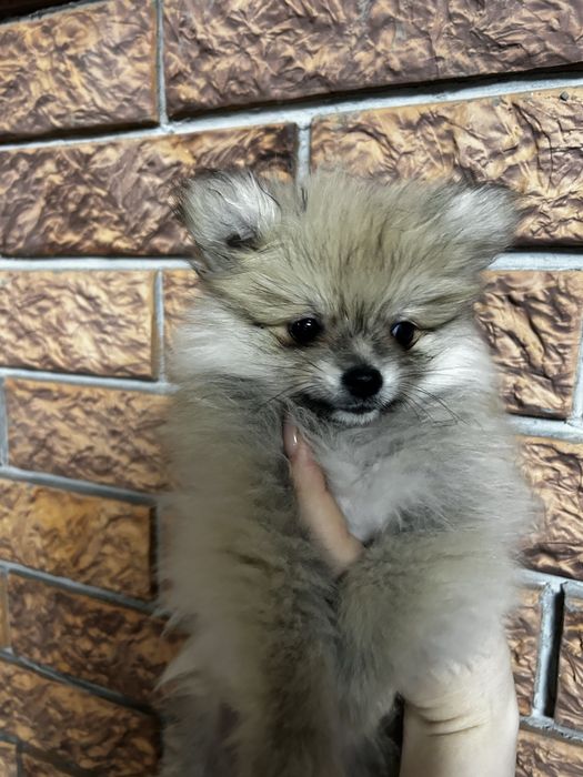 Шпицы немецкие девочки