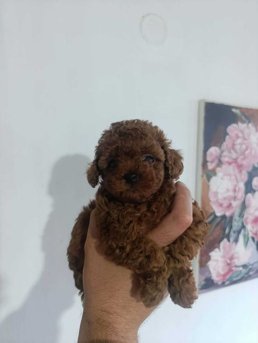 Той пудел (teacup)