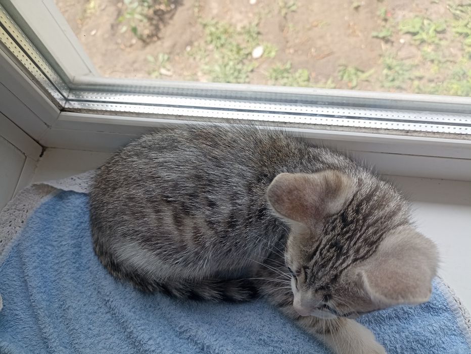 Отдам котёнка, мальчик.