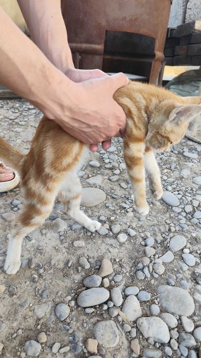 Отдаю котенка (кошечка)