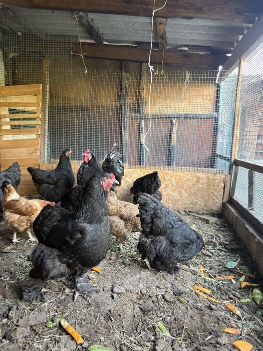 Тауық сатылады пародасы бырама