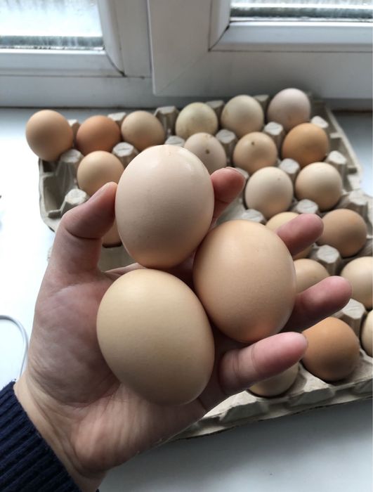 Инкубационные яйца Брама