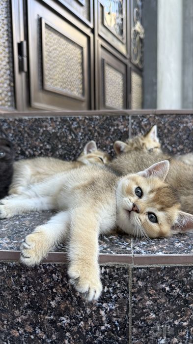 Породистые котята золотая шиншила