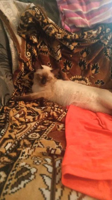 Котята тайской породы