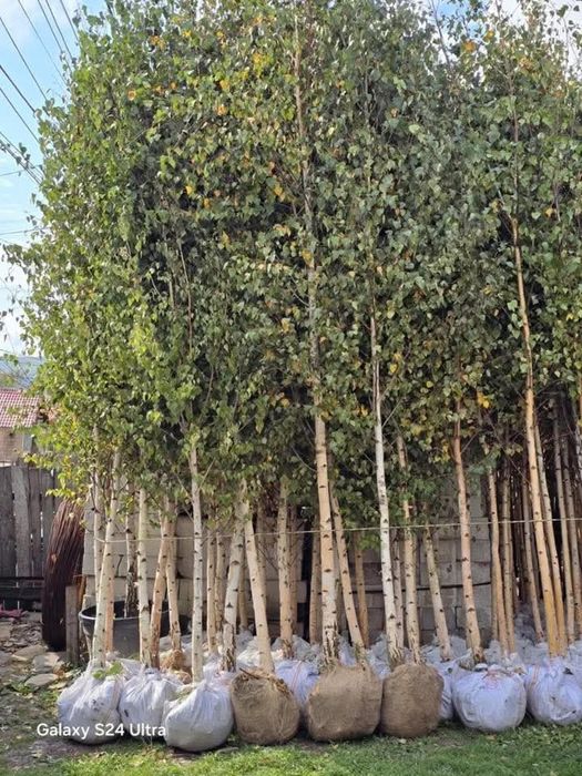 Mesteacăn alb betula, livrare oriunde în Țară.